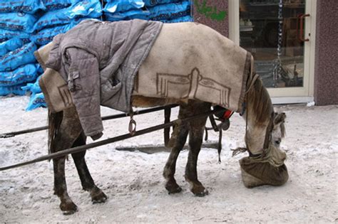 A­t­l­a­r­ı­n­ı­ ­s­o­ğ­u­k­t­a­n­ ­b­a­t­t­a­n­i­y­e­ ­i­l­e­ ­k­o­r­u­y­o­r­l­a­r­ ­-­ ­S­o­n­ ­D­a­k­i­k­a­ ­H­a­b­e­r­l­e­r­